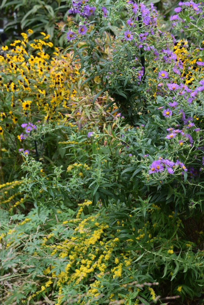 DSC_0807 new england aster and brown eyed susan