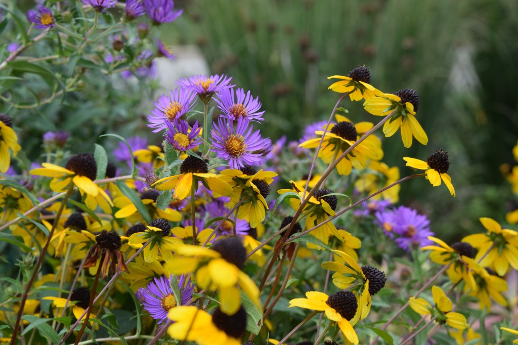 New England Aster with Brown-Eyed Susan.