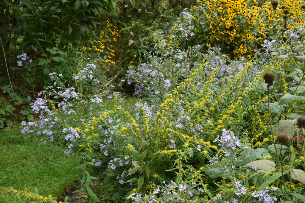 Bluestem Goldenrod with Short's Aster.