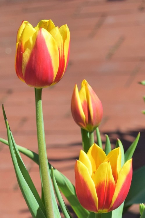 'Keizerskroon' is an old Dutch heirloom variety.