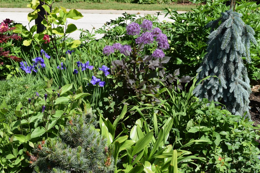 This bed borders the street in Marion's award-winning front garden.