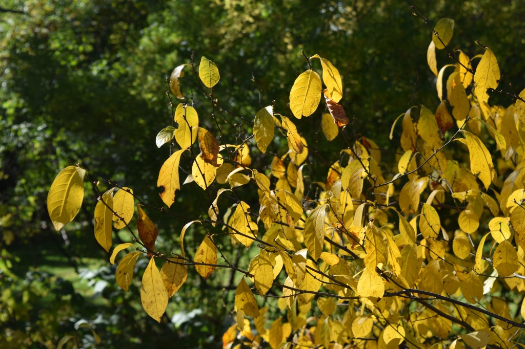 Spicebush leaves.