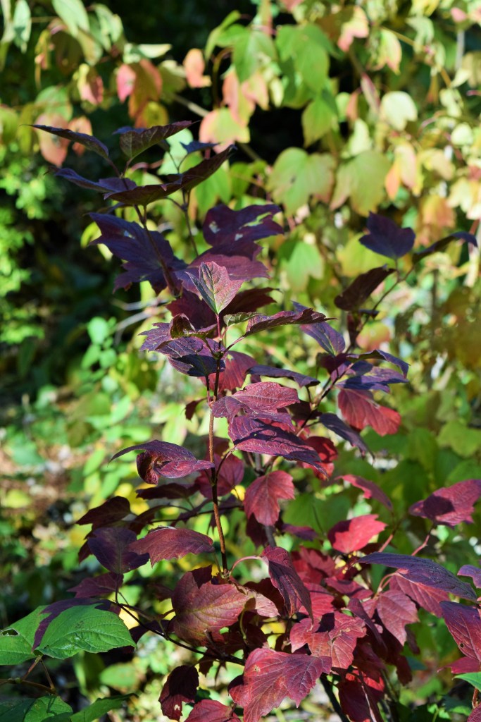 Cranberrybush Viburnum