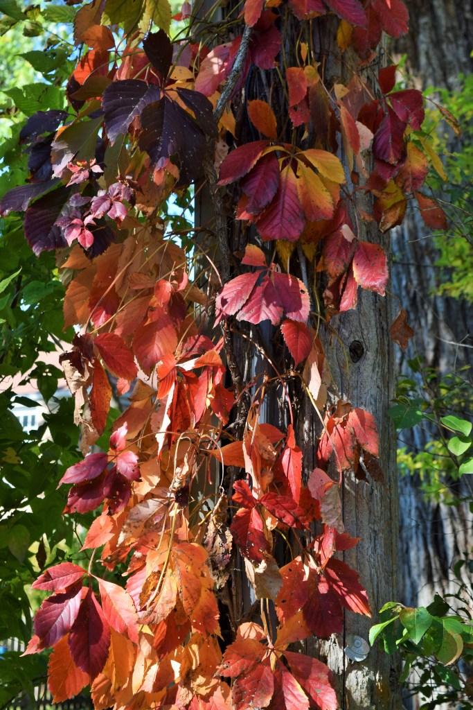 Virginia Creeper