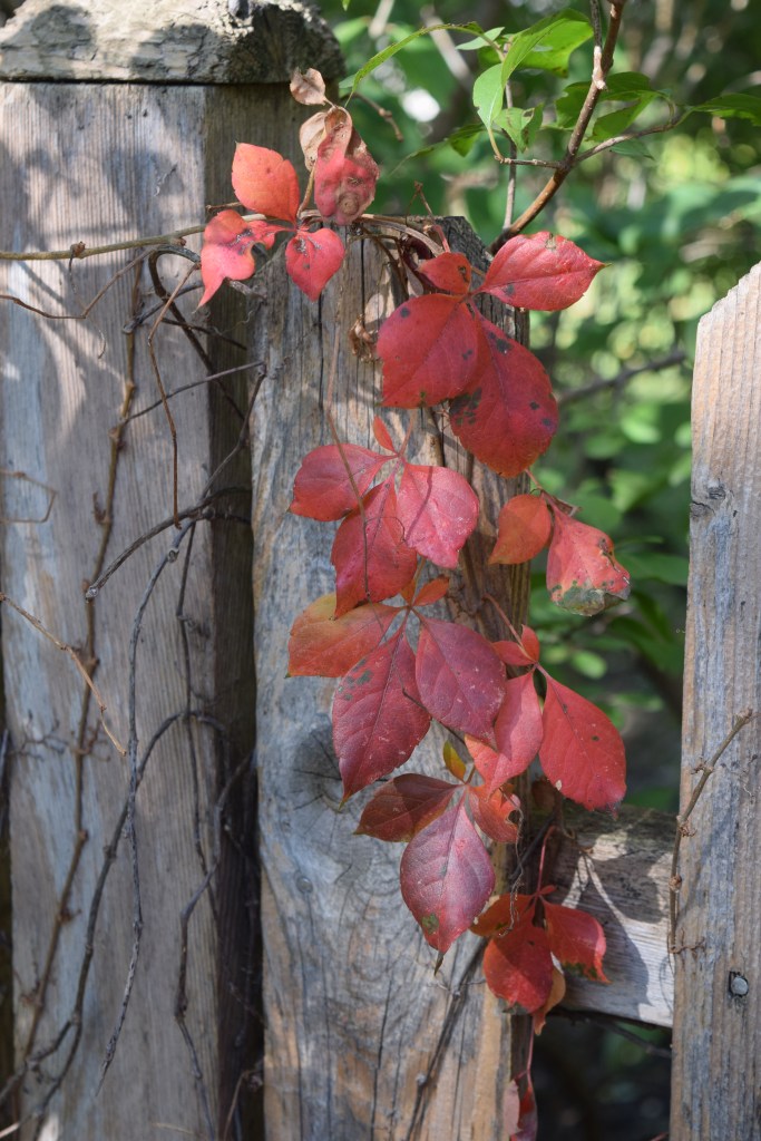 DSC_0717 Virginia creeper