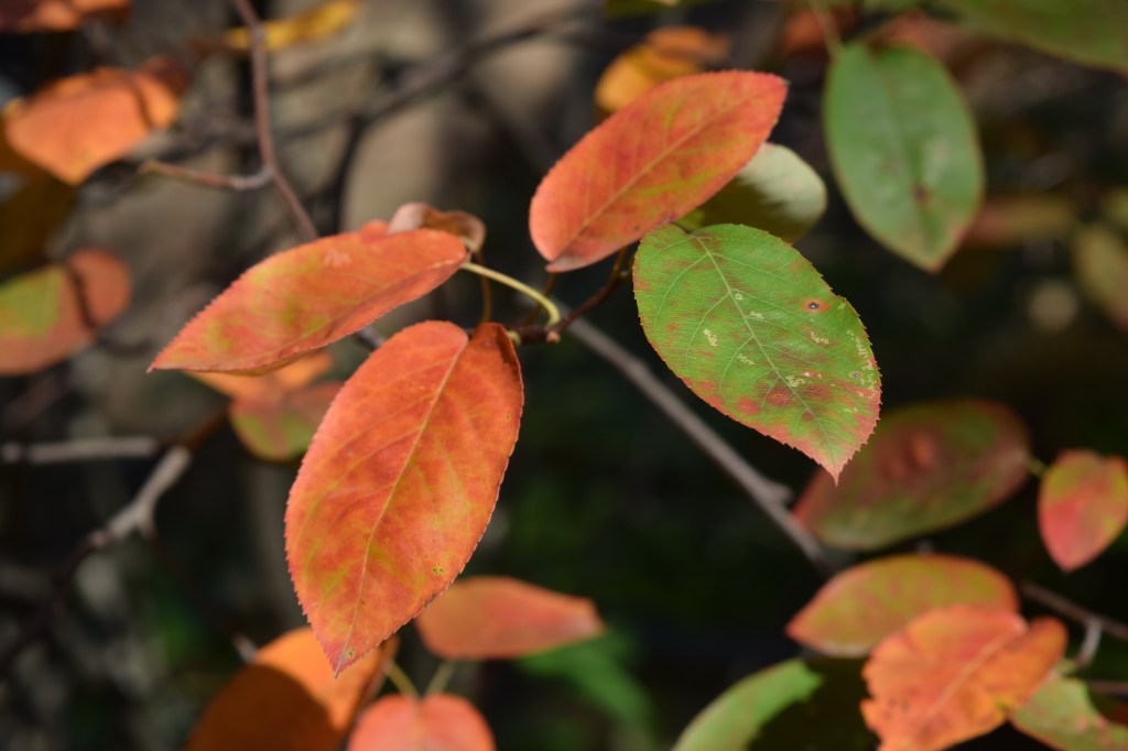 'Autumn Brilliance' Serviceberry