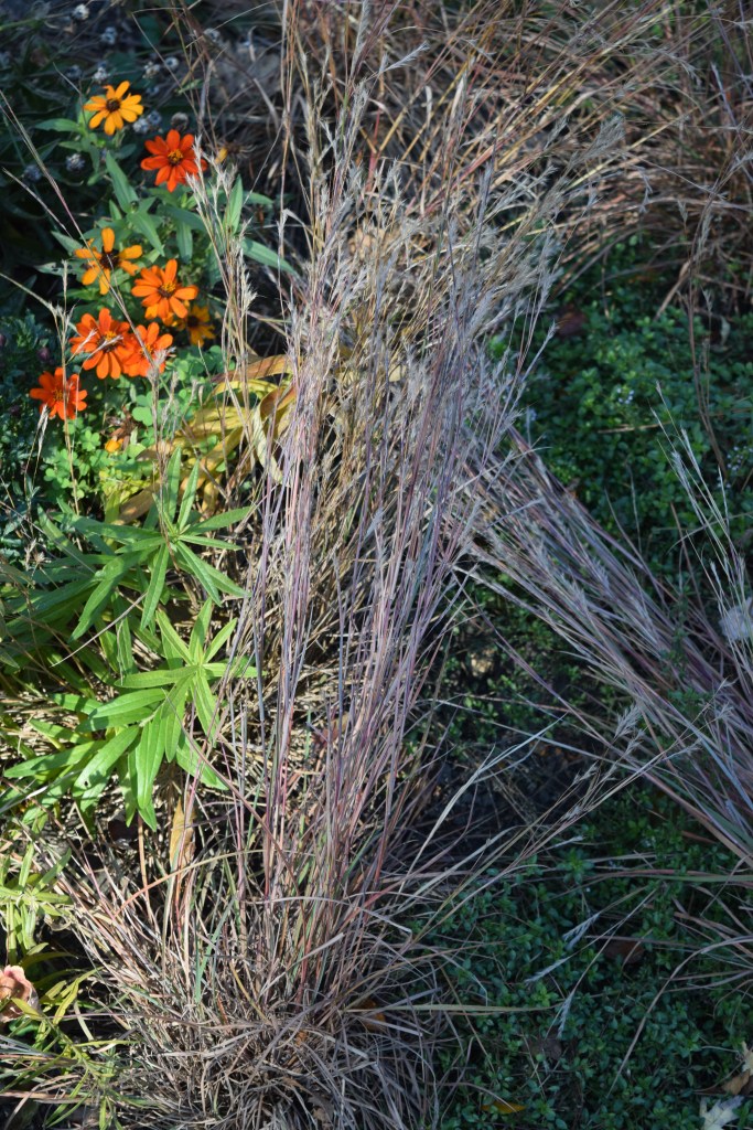 Little Bluestem 'Jazz'