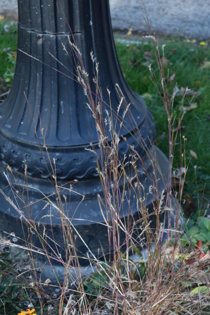 Little Bluestem straight species