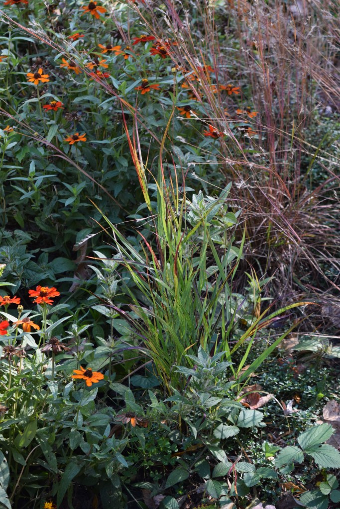 Switchgrass 'Shenandoah'