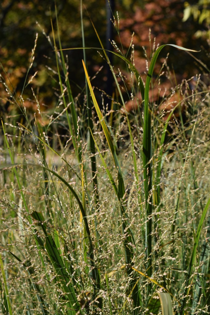 DSC_0750 switchgrass