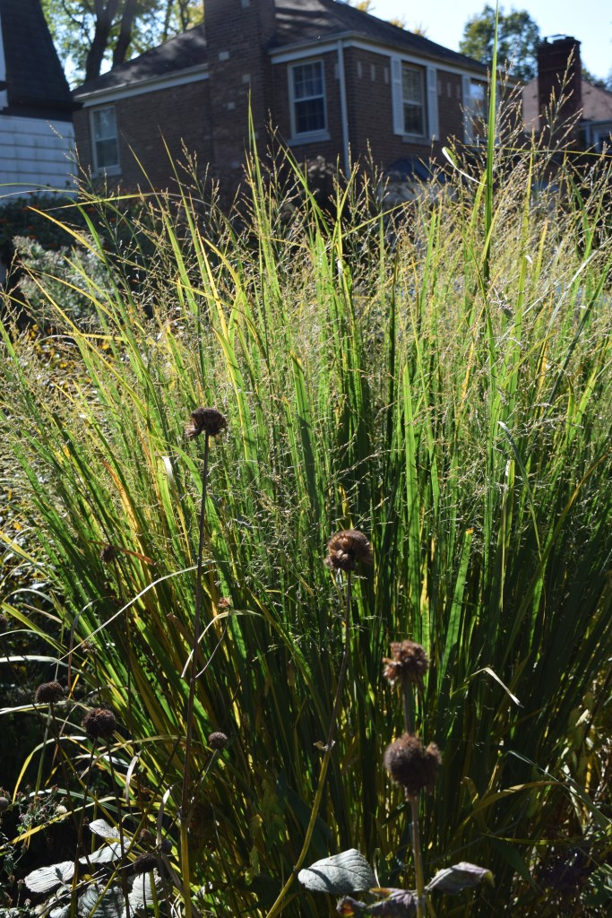 'Northwind' Switchgrass