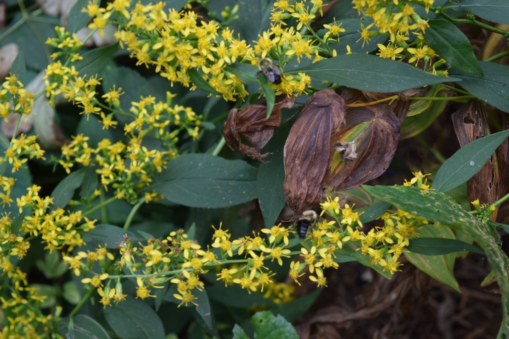DSC_0766 back garden zigzag goldenrod