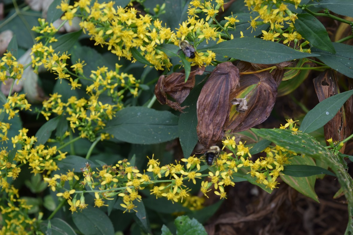 DSC_0766 back garden zigzag goldenrod