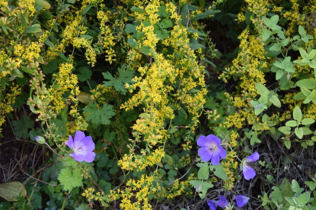 DSC_0849 bluestem goldenrod
