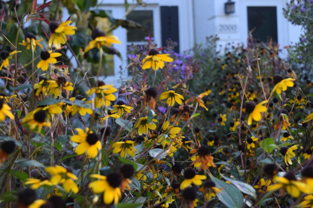 DSC_0856 brown eyed susan
