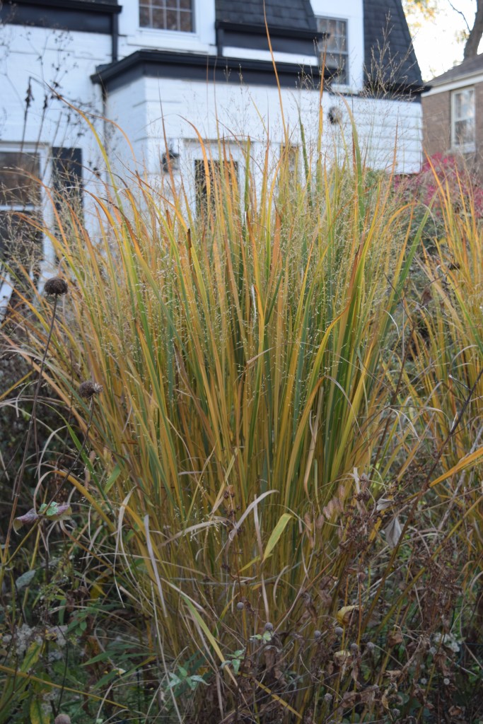 Switchgrass 'Northwind'