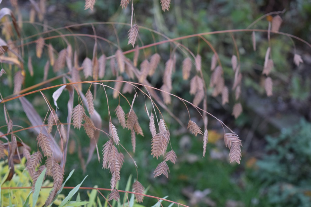 Northern Sea Oats
