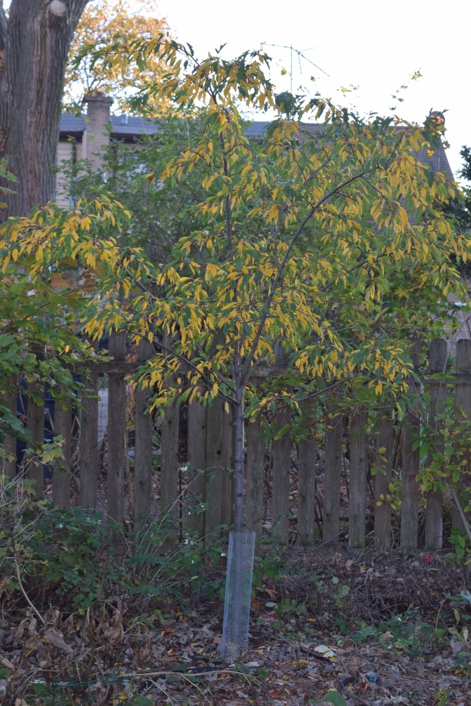 'Golden Raindrops' Crabapple