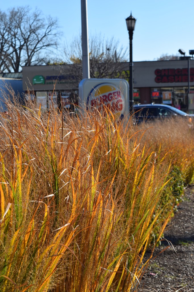 Grasses along the west side of the lot.