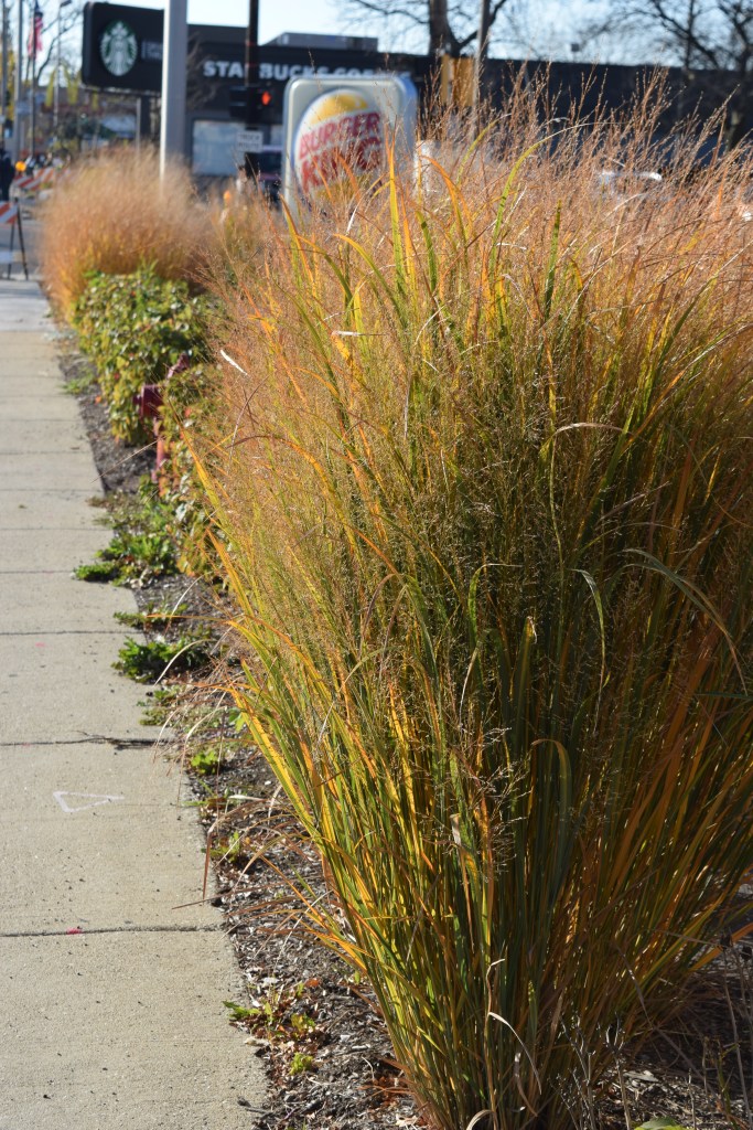 More grasses on the south side of the property.