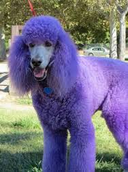 purple poodle