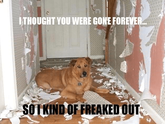 blog-separation-anxiety