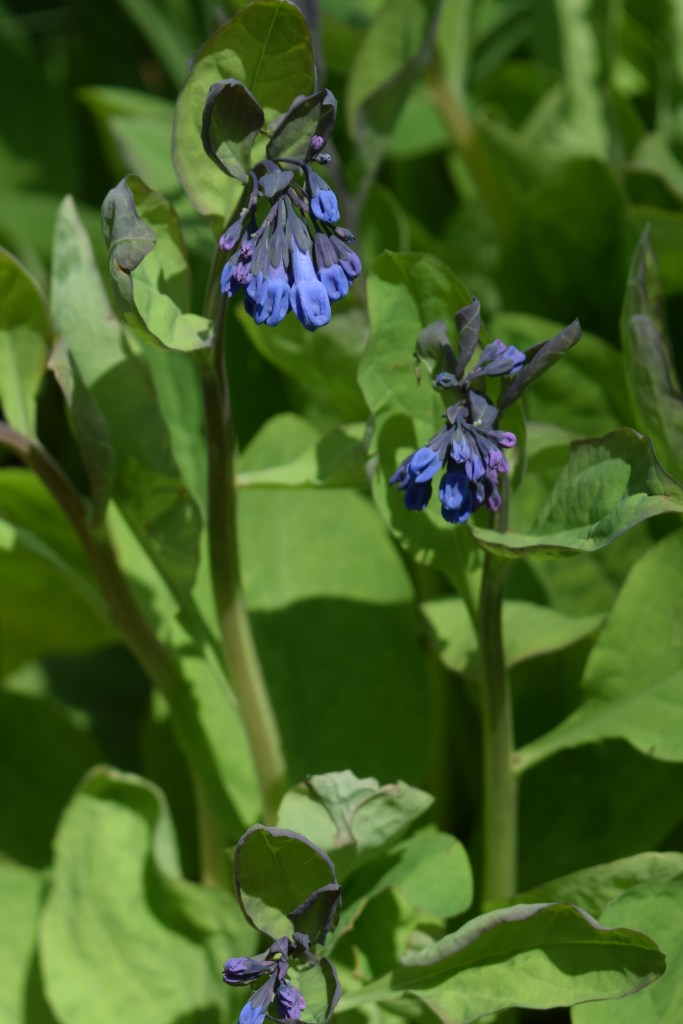 Virginia Bluebells