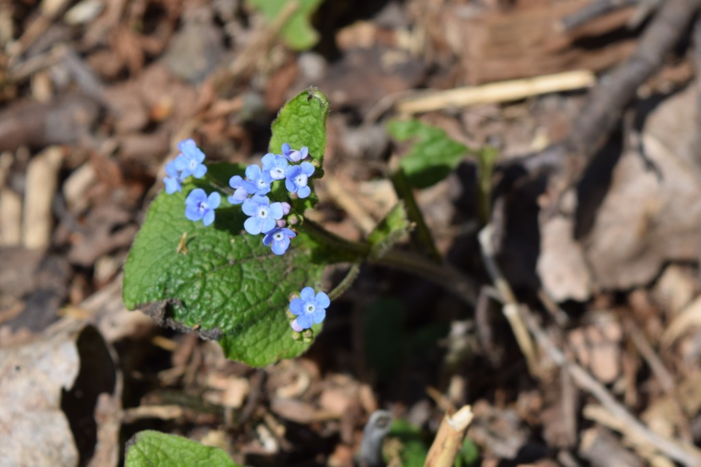 Siberian Bugloss