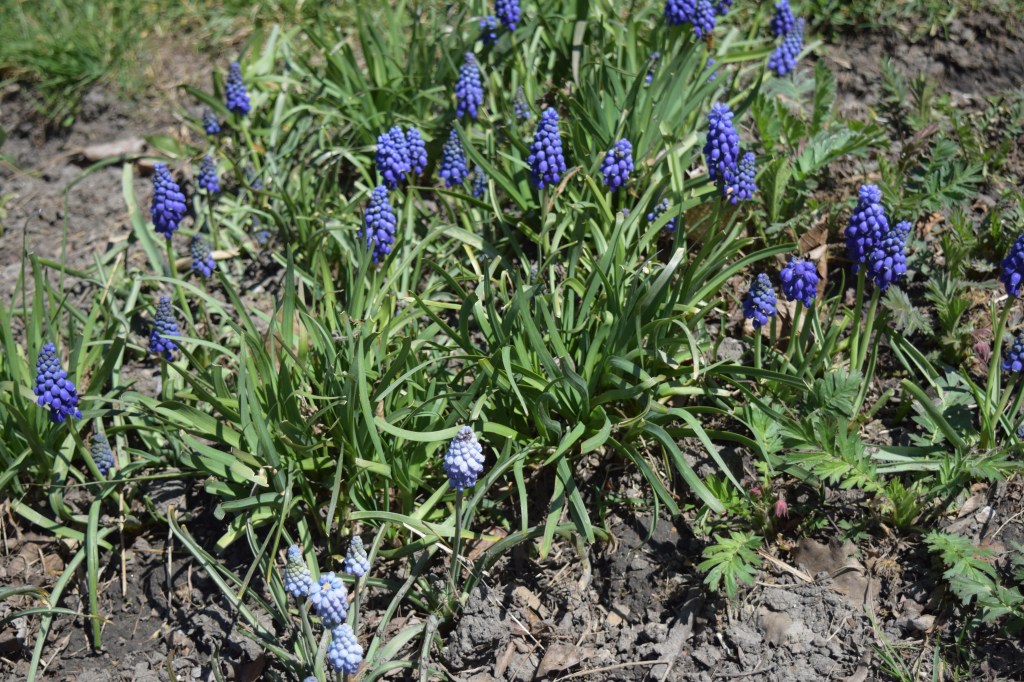 Grape Hyacinths
