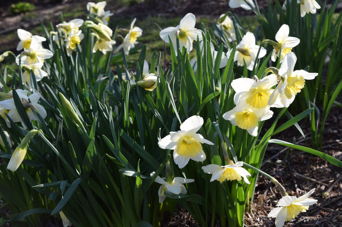 daffodils