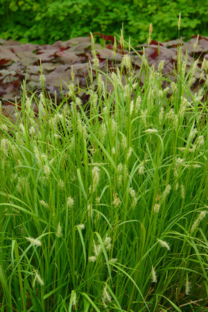 long beak sedge pr nursery