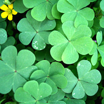 Wood_sorrel_oxalis_04