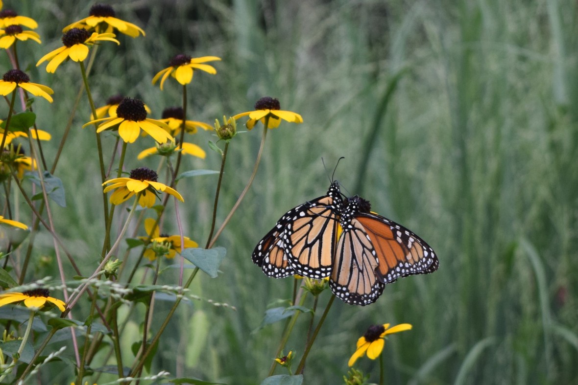 2016-08-14 16.25.19-2