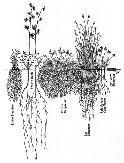 Hgrass Roots Triangle A Grass Roots Effort? – gardeninacity