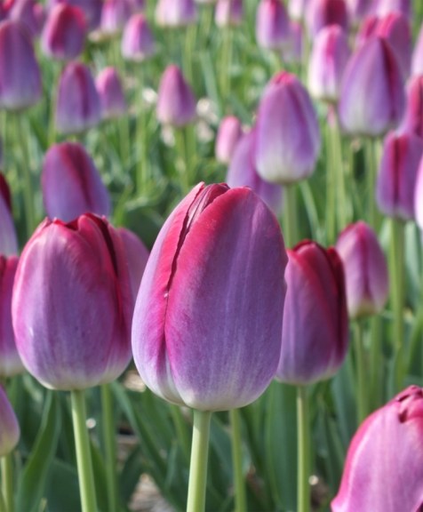 tul_triumph_pittsburgh_extra_2_-1