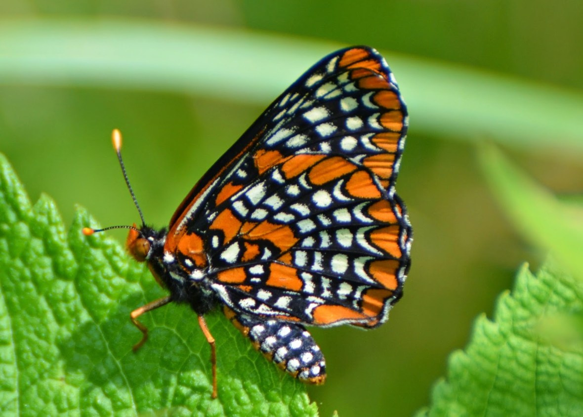 balt-checker-u-of-md