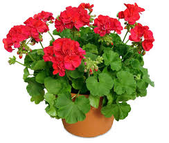 geranium-pot
