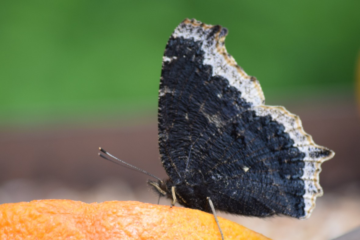 2015-06-14 15.09.08.jpg