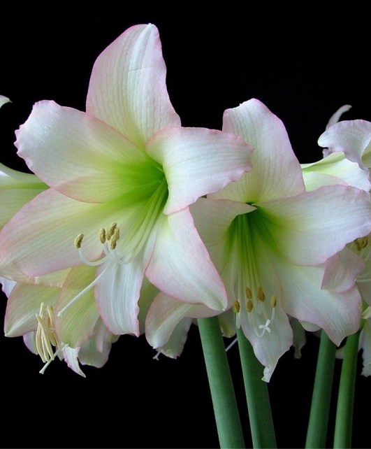 am_christ_min_trentino