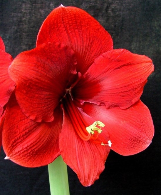 am_christ_sn_miracle