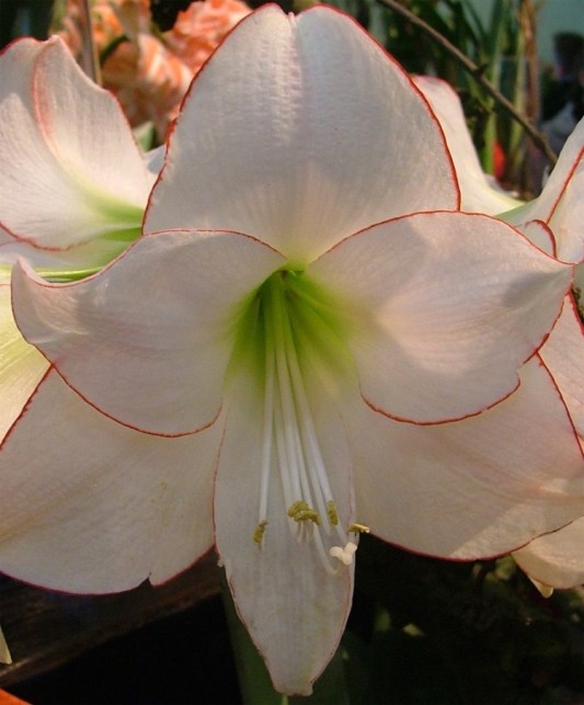 am_single_picotee_extra_1_1