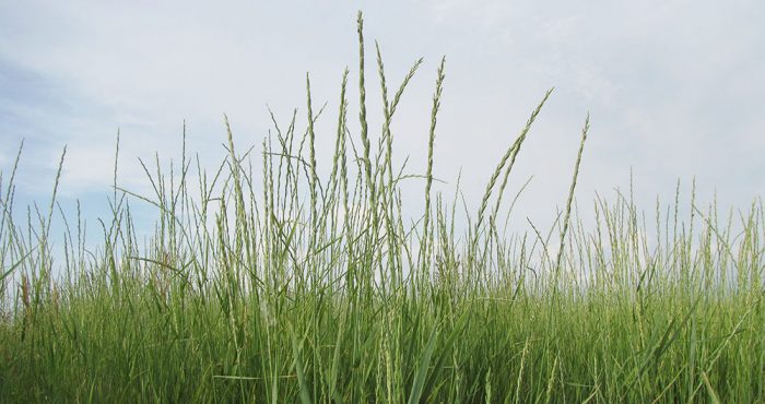 kernza-field-700x370