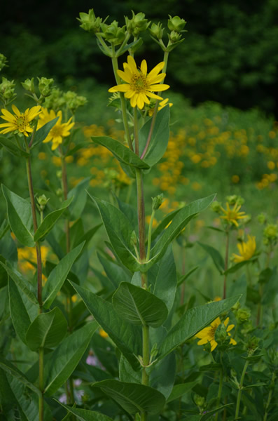 rosin-weed-silphium-integrifolium
