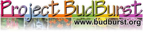 budburst
