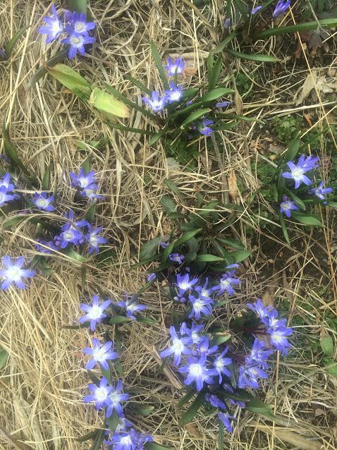 chionodoxa lurie close