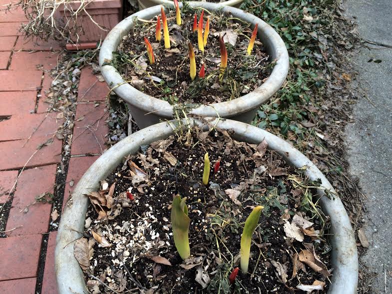tulips-in-containers-march-4-17b