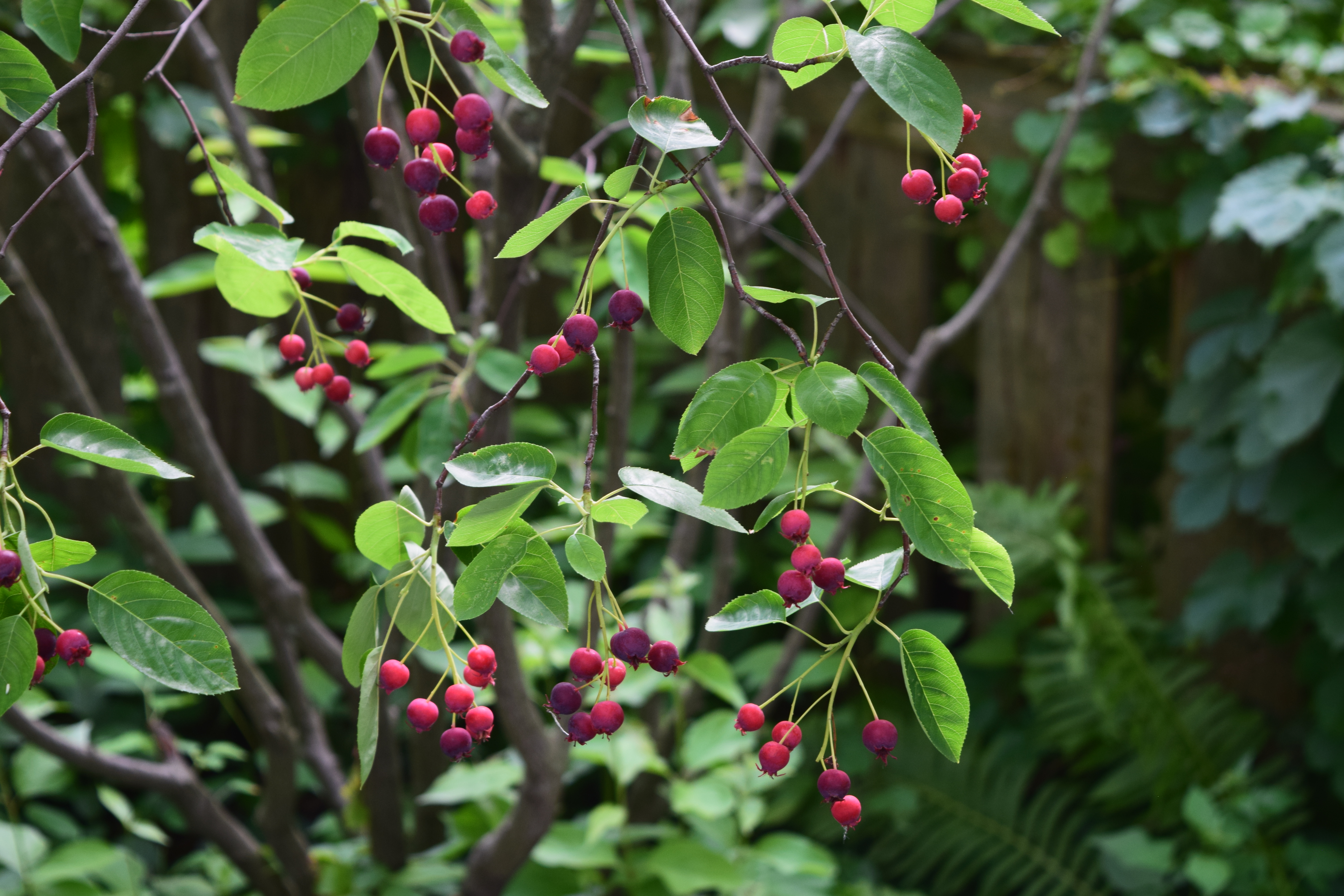 June Berries – gardeninacity