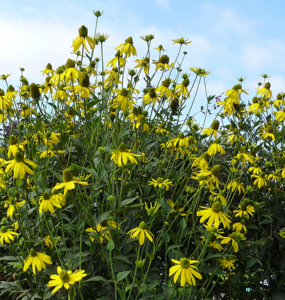 rudbeckia_herbestonne