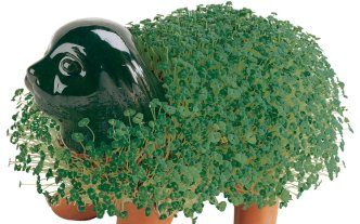 chia pet