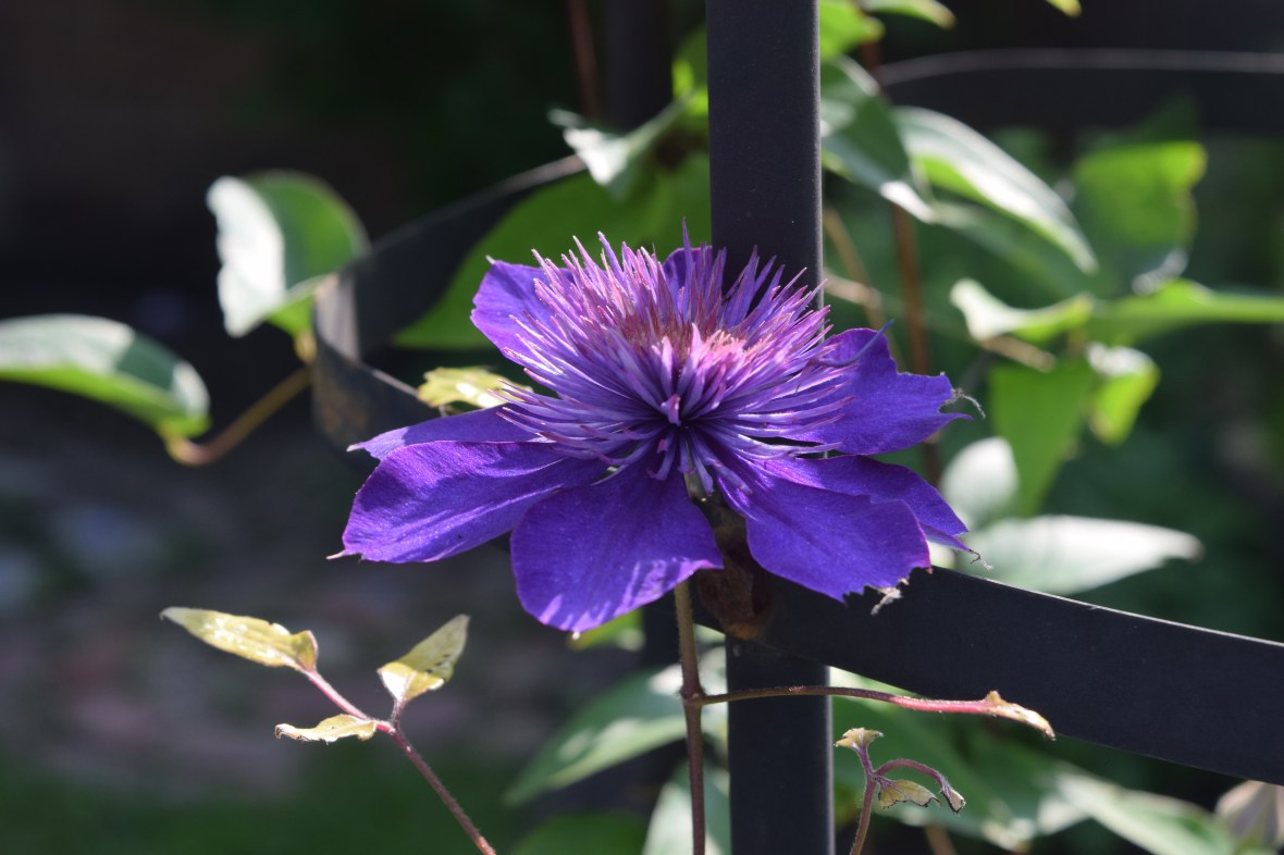 clematis
